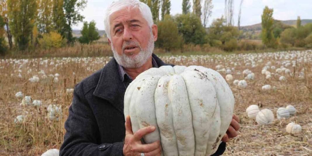 Ata tohumundan üretiliyor, lezzeti herkesçe biliniyor! Eskişehir’in dillere destan balkabağı: 20 liradan satılacak 5
